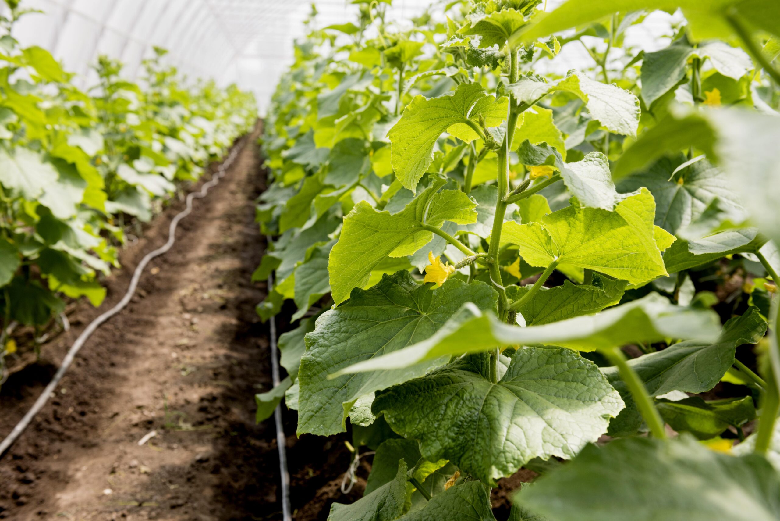How Picking Cucumbers Changed the Trajectory of My Life